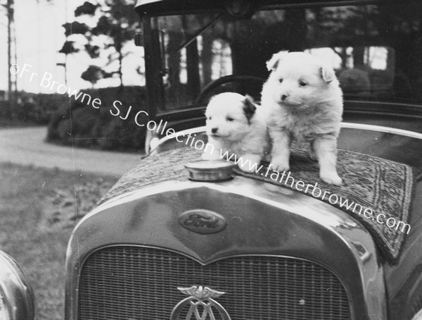 2 PUPS ON BONNET OF CAR